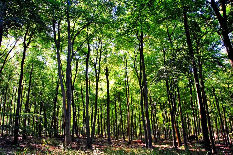 Blackwood Forest Winchester Hampshire Photograph Print