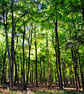 Blackwood Forest Winchester Hampshire Photograph Print