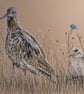 Curlews, an A4 or A3 mounted signed print. - Image 2