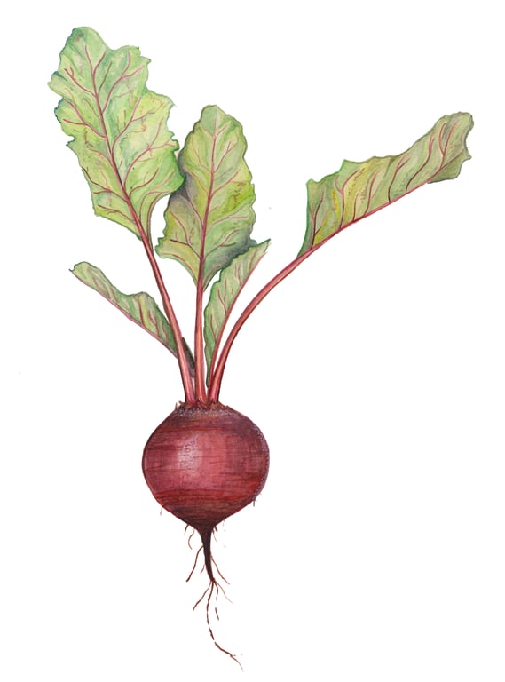Beetroot mounted print