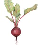Beetroot mounted print - Image 1