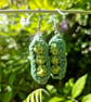 Pea pod earrings, Jewellery gift for gardener, Green jewellery, Vegetable theme - Image 6