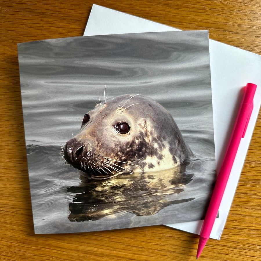 Greetings Card. Seal portrait. Photograph. Eco Friendly 150mm Square. Blank for 
