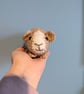 Crochet Guinea Pig, Personalised Pet Teddy, Guinea Pig Gift, Pet Memorial, Pig P - Image 1