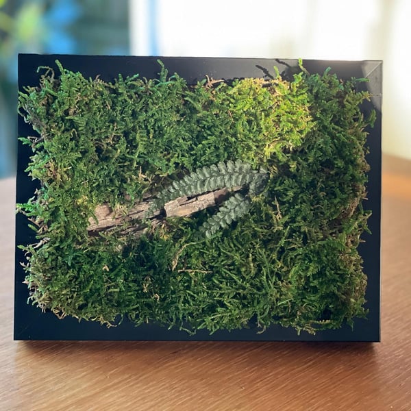 Framed Forest Vignette