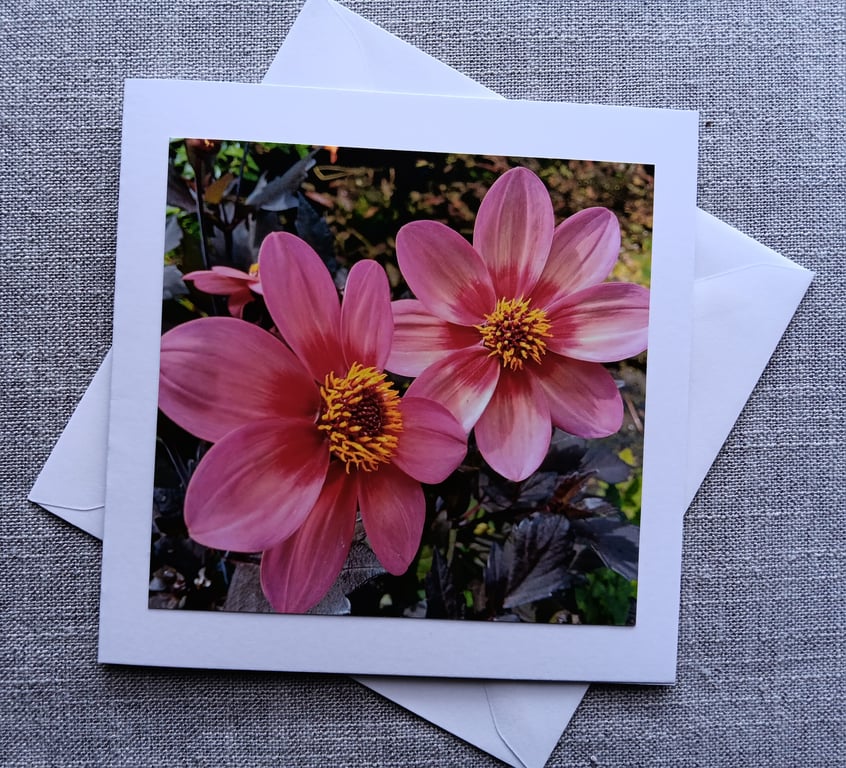 Vibrant Pink Dahlias Square Photographic Card Size 6" x 6 " BLANK