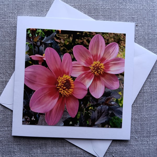 Vibrant Pink Dahlias Square Photographic Card Size 6" x 6 " BLANK