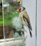 Goldfinch bird Stained Glass suncatcher