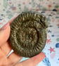 St Hilda Snakestone with stand from Whitby Beach Below the Abbey - Image 5