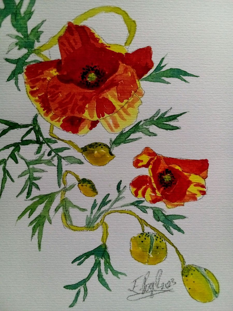 Poppy Spiral, original watercolour painting signed, not a print, A5.