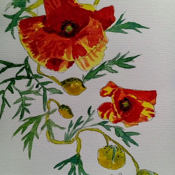Poppy Spiral, original watercolour painting signed, not a print, A5.