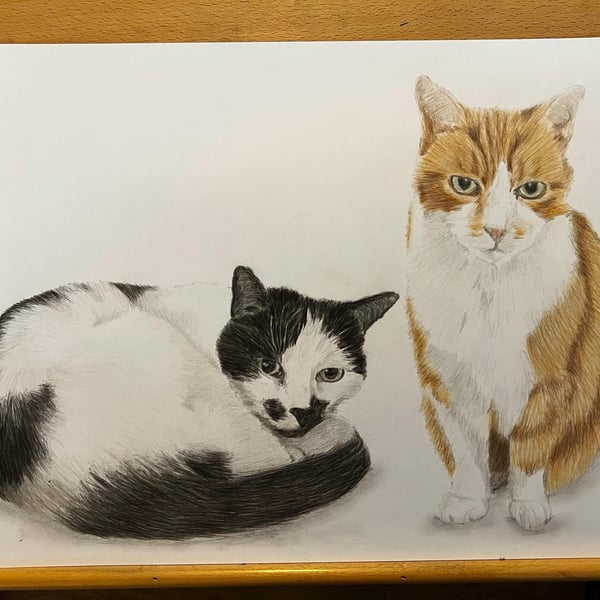 A3 Custom pet portrait for two pets made with coloured pencil