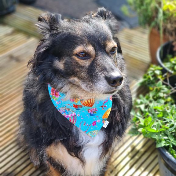 Scrunchie Dog and Cat Bandana - "High Flyer", 100% Cotton, Stylish Pet Accessory