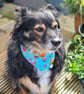 Scrunchie Dog and Cat Bandana - "High Flyer", 100% Cotton, Stylish Pet Accessory