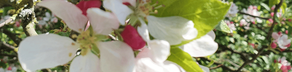 June Jackson Designs