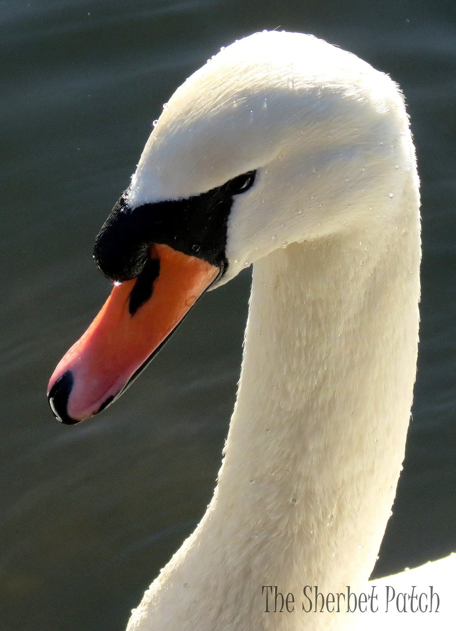 The regal grace of the swan.  An A4 print of an original photograph.
