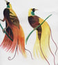 The Exotic Birds of Paradise - Image 3
