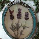 Pressed French Lavender in a vintage metal frame