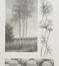 Pencil drawings 3- Tall trees, allium flowers and Cosmos flowers, original art - Image 5