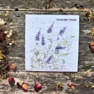 Pack of Lavender Seeds,Illustrated Gift,Quirky illustrated nature inspired gifts