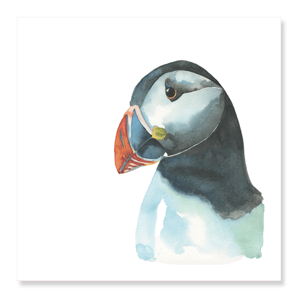 Puffin in Profile Greetings Card