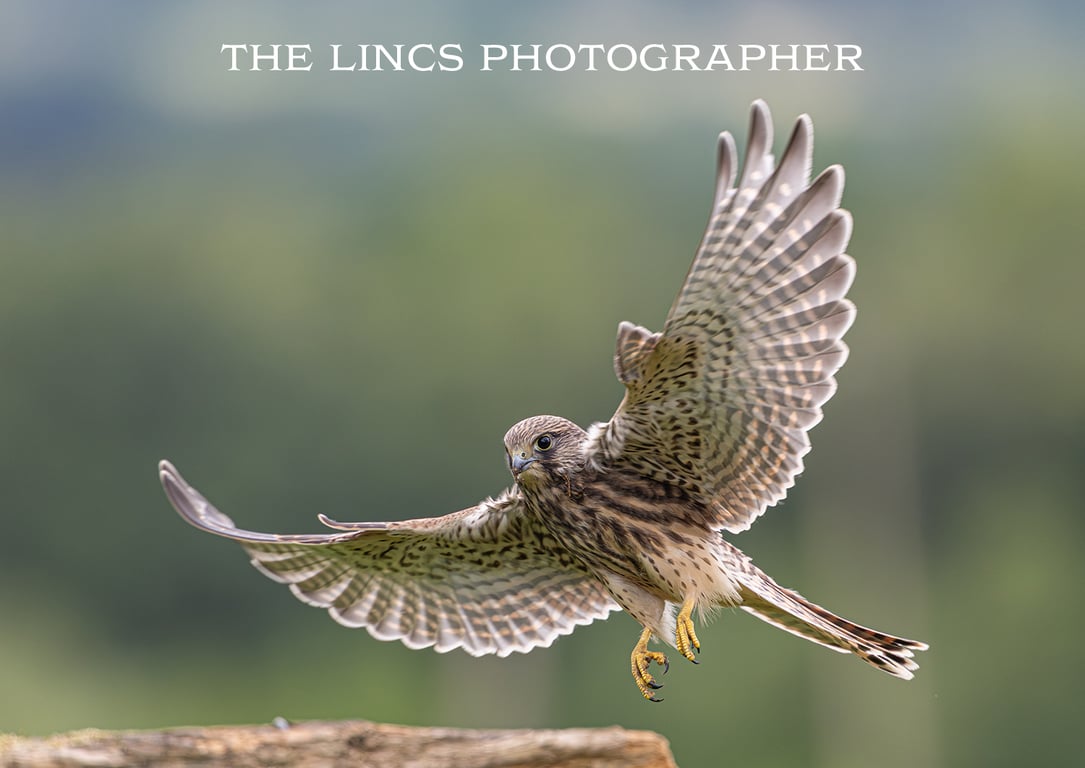 Kestrel print (Limited edition of 10)