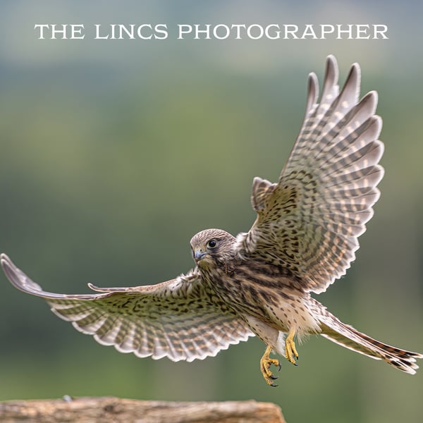 Kestrel print (Limited edition of 10)