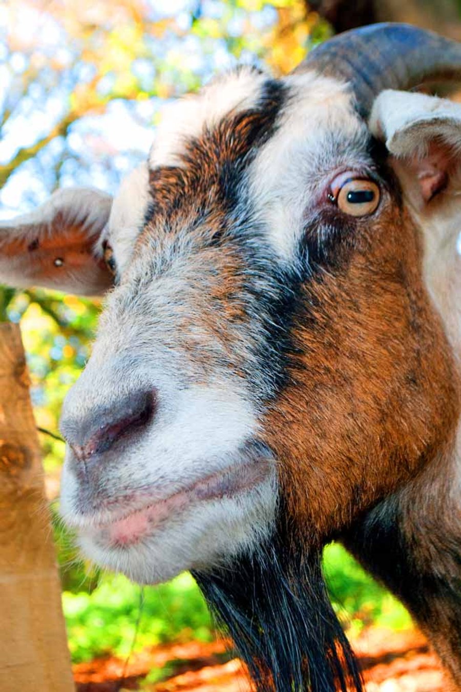 Old English Billy Goat Photograph Print