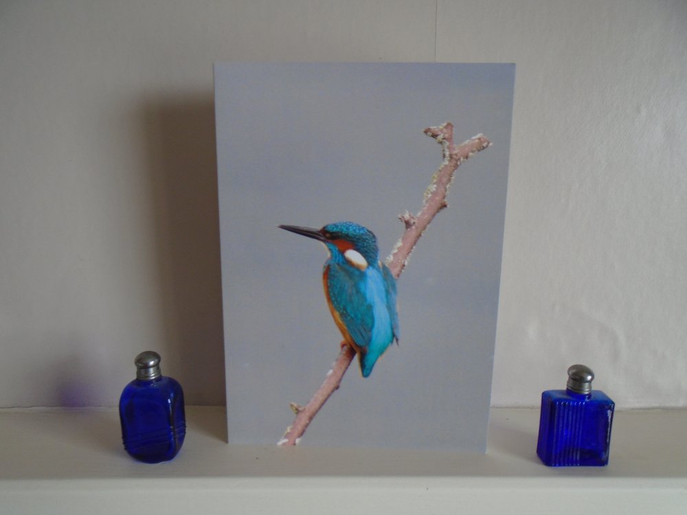 Kingfisher Blank Greeting Card Unique Design.