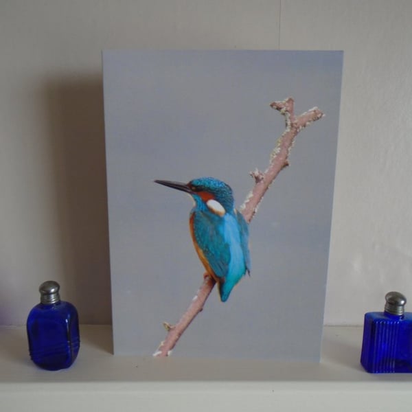 Kingfisher Blank Greeting Card Unique Design.