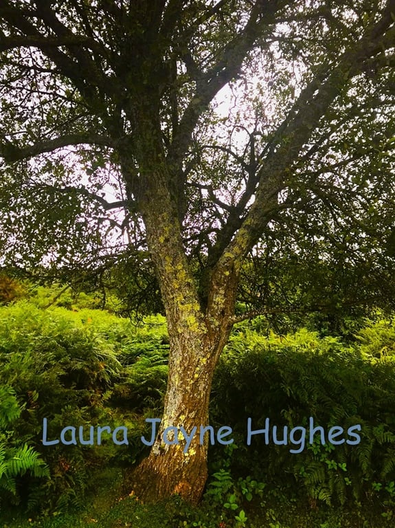 Mossy Tree, in Burley, New Forest. A4 photographic print