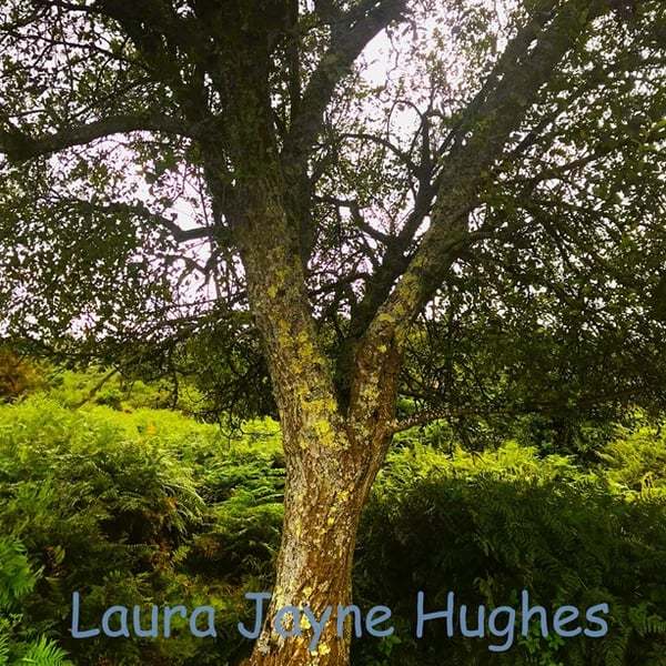 Mossy Tree, in Burley, New Forest. A4 photographic print