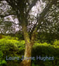 Mossy Tree, in Burley, New Forest. A4 photographic print - Image 1