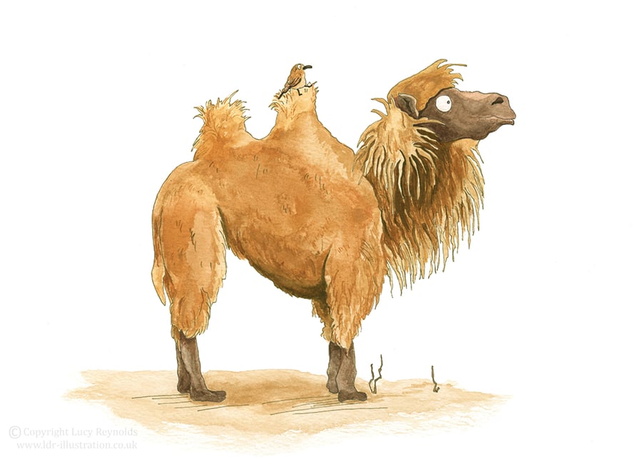 'Marvin the Camel I' Print Large