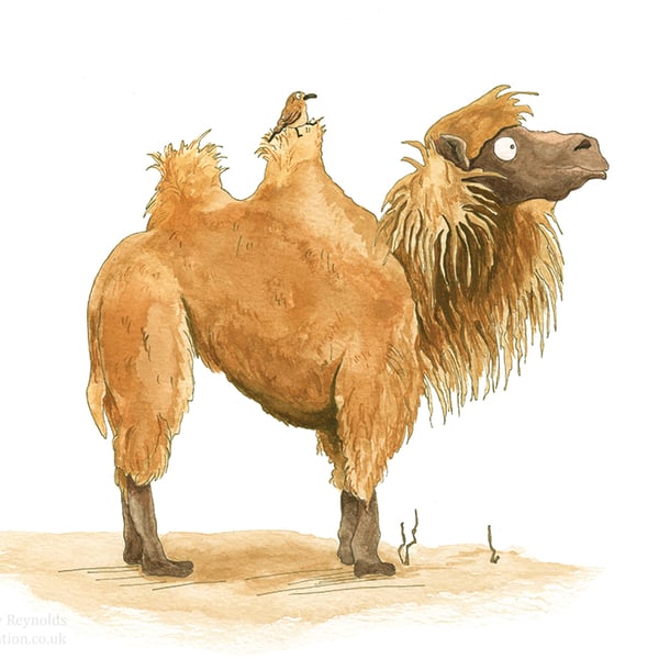'Marvin the Camel I' Print Large