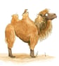 'Marvin the Camel I' Print Large - Image 1