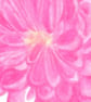 Pink Mums botanical art giclee print of a bunch of pink chrysanthemums - Image 2