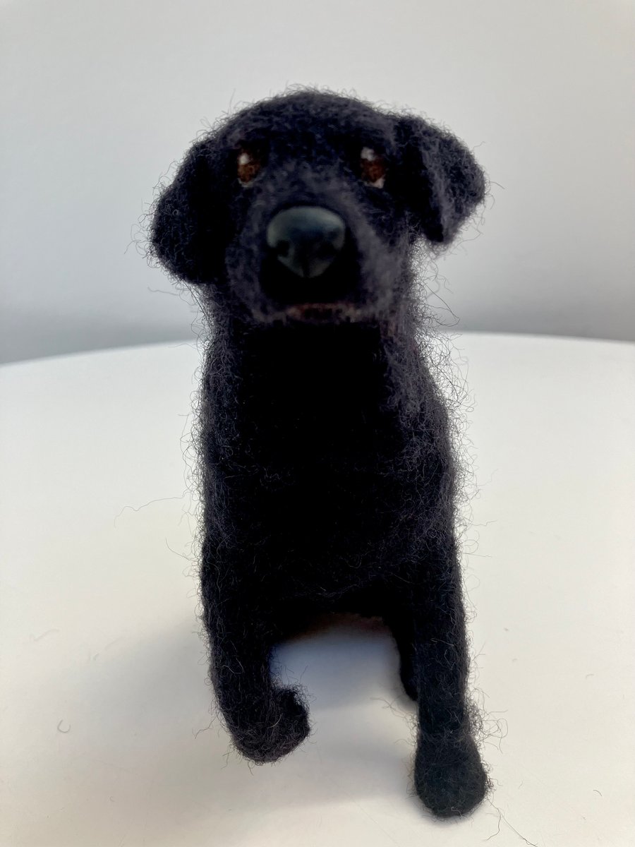 Black Labrador begging 