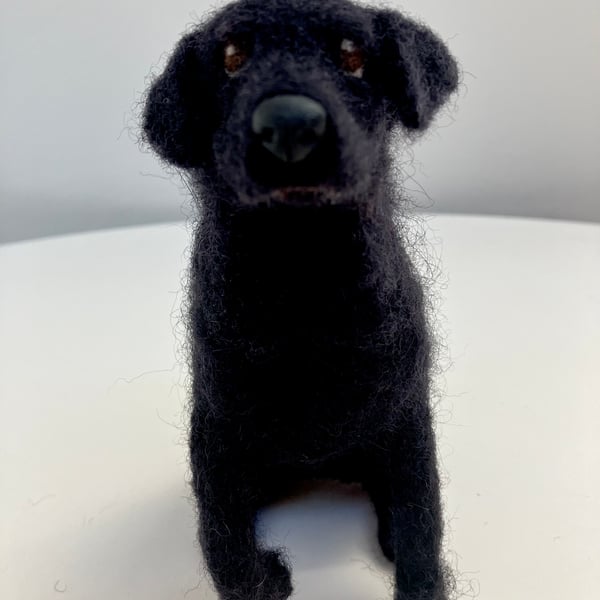 Black Labrador begging 