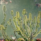Euphorbia Grandialata