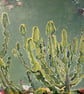 Euphorbia Grandialata