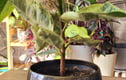 Plant pots