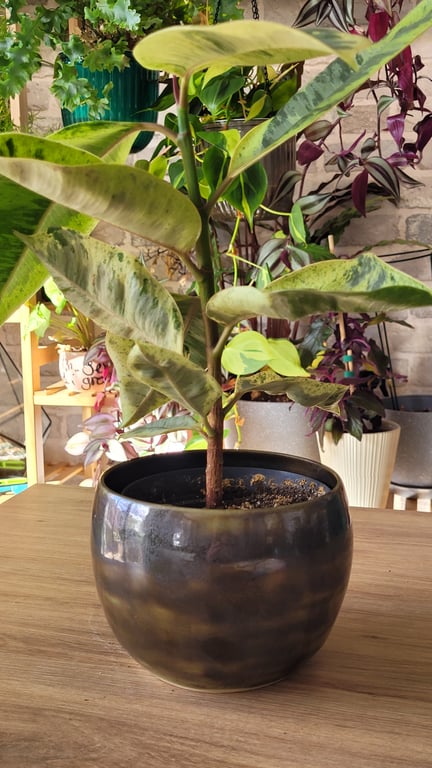 Green-Brown Seaweed Glaze Plant Pot Handmade Pottery