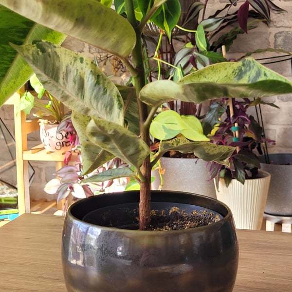 Green-Brown Seaweed Glaze Plant Pot Handmade Pottery