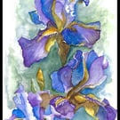 Blue Iris