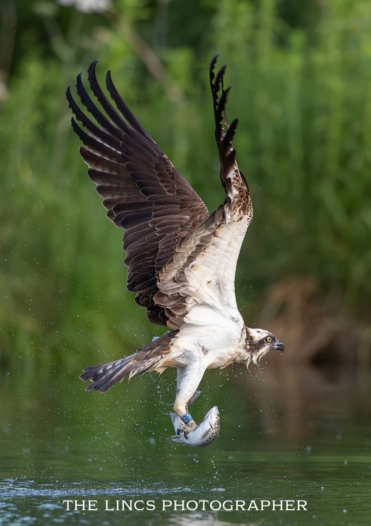 Osprey in flight with trout print (Limited edition of 10)