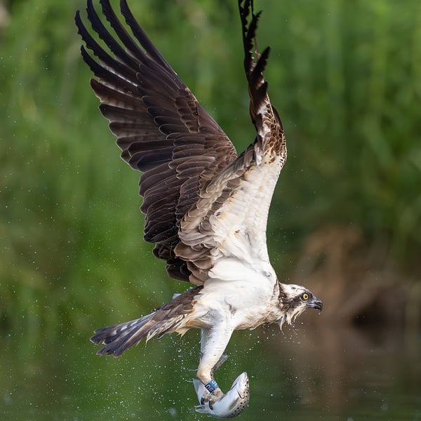 Osprey in flight with trout print (Limited edition of 10)