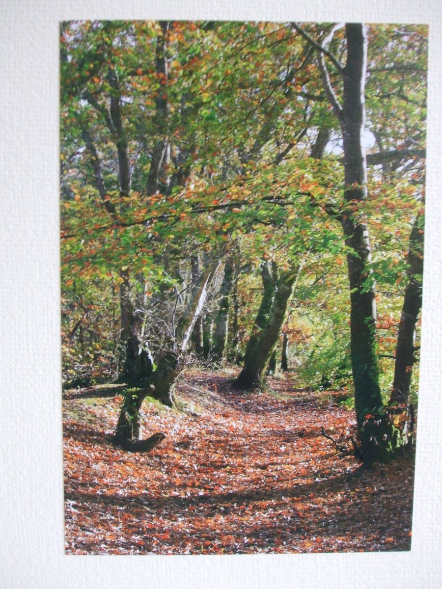 Photographic greetings card of Autumn Trees.