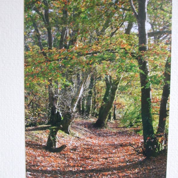 Photographic greetings card of Autumn Trees.