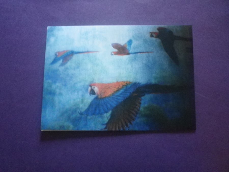 Parrots in Flight, dramatic colourful display, loveky gift, ref 4005